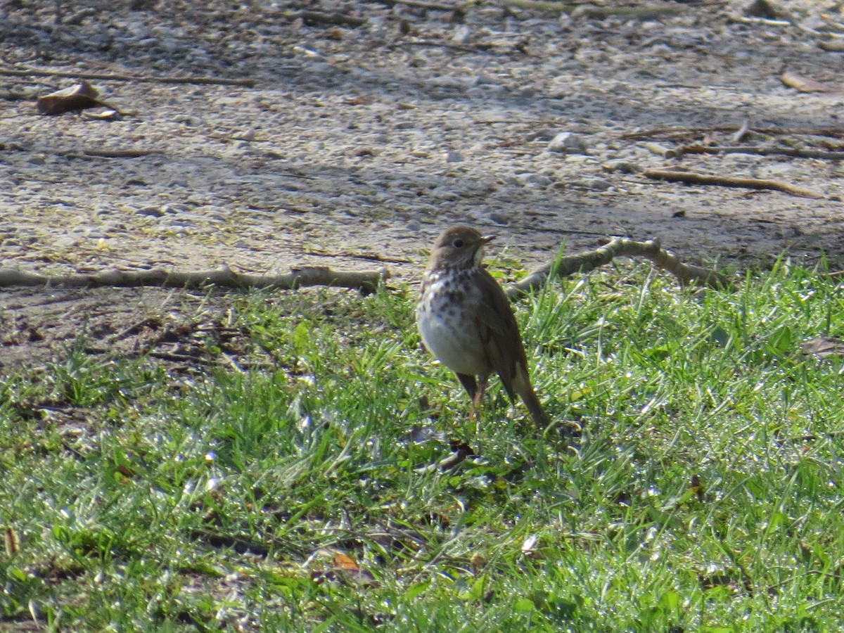 Hermit Thrush - ML440966961