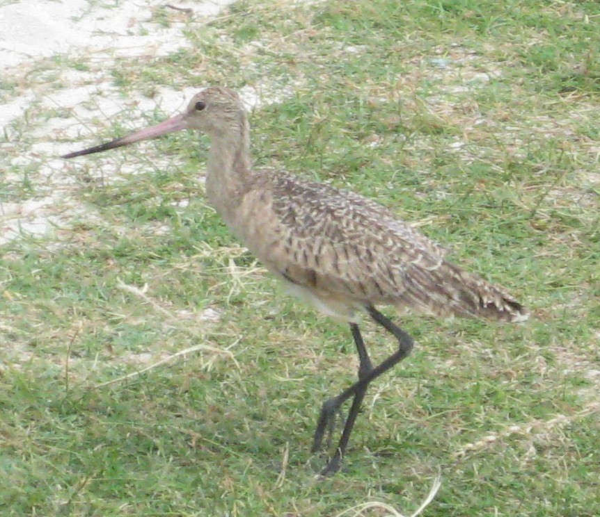 Marbled Godwit - ML440968201