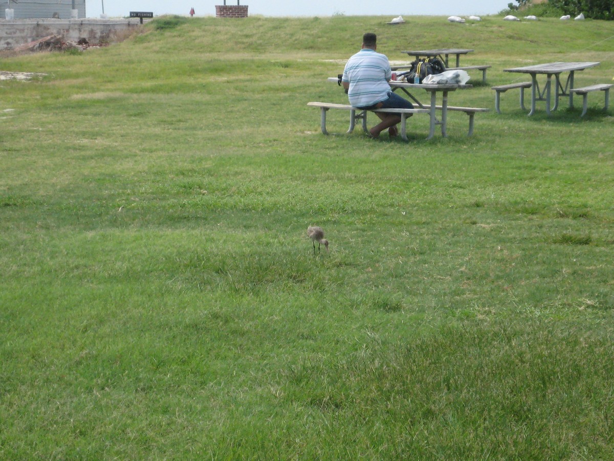 Marbled Godwit - ML440968271