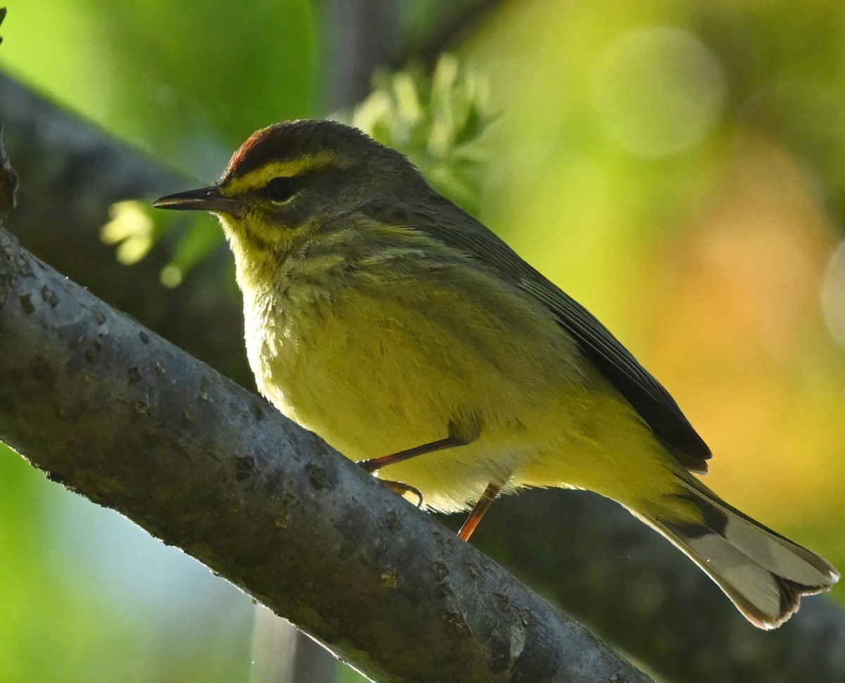 Palm Warbler - ML440969641