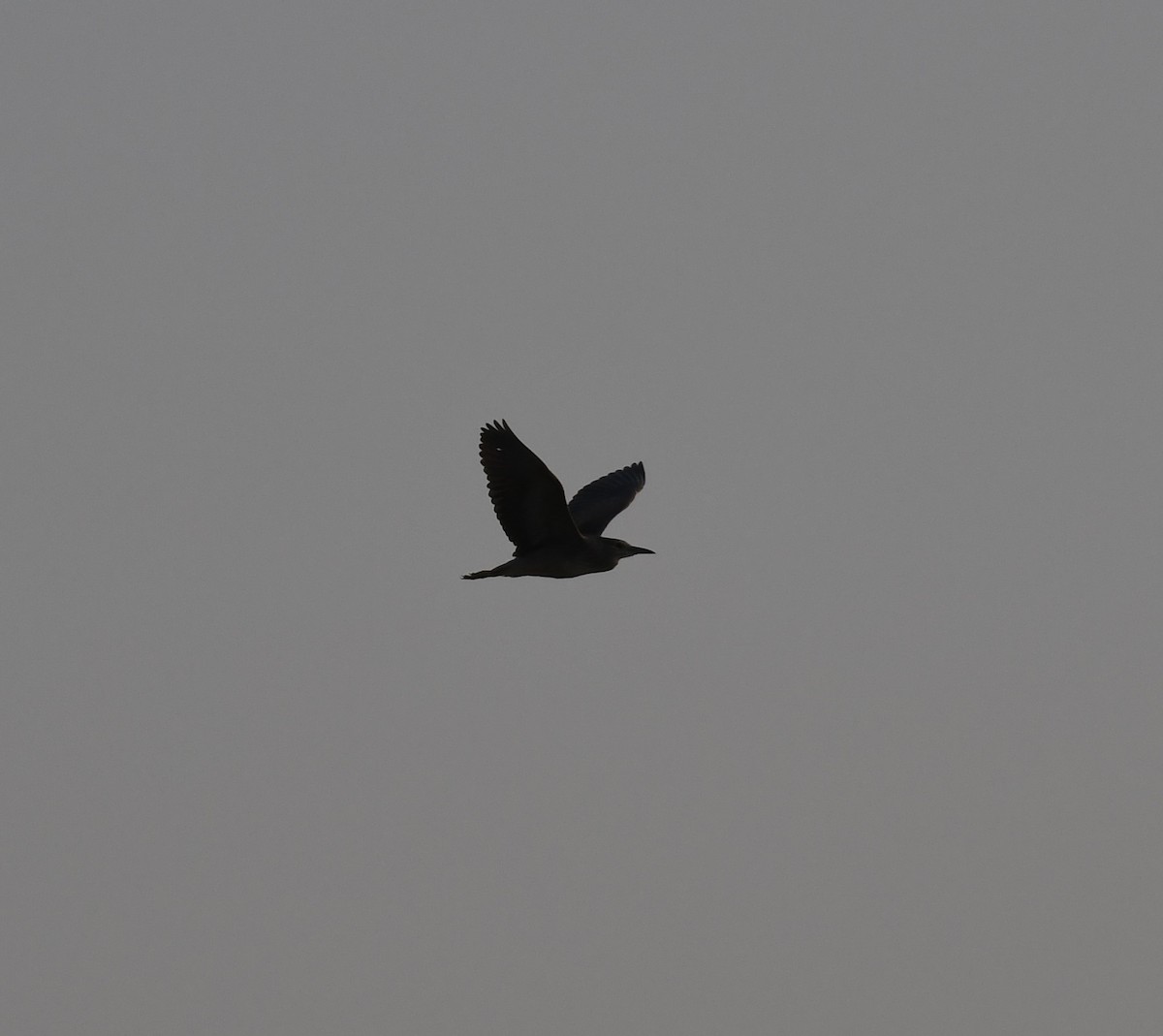 Black-crowned Night Heron - ML440969721