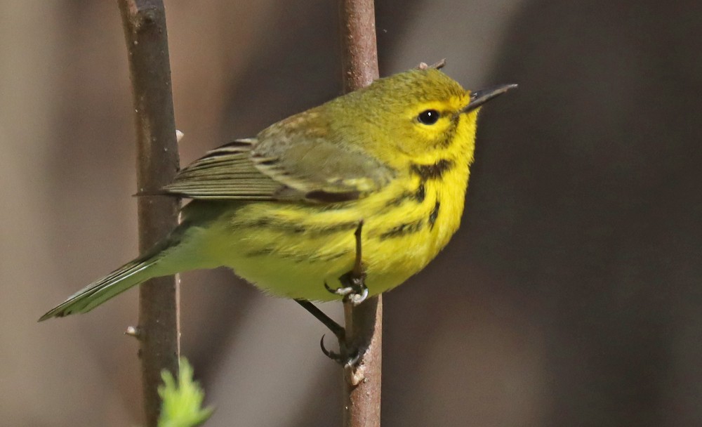 Prairie Warbler - Corey Finger