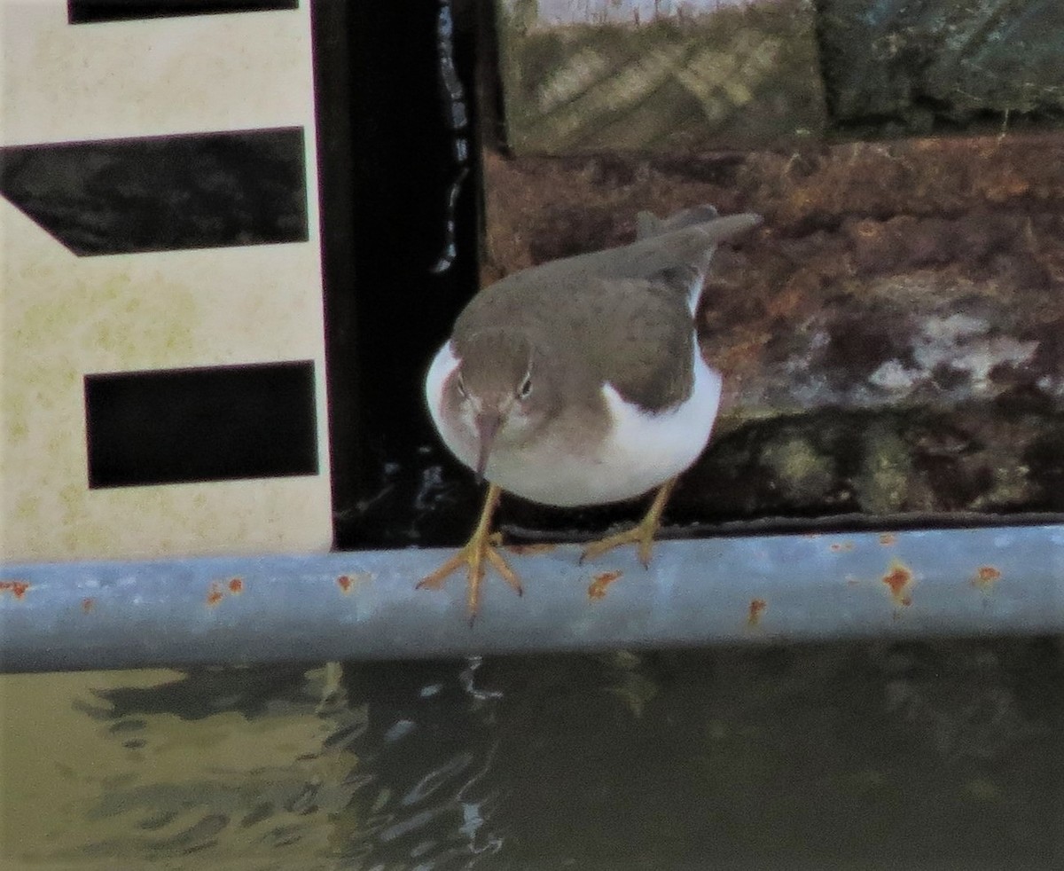 Spotted Sandpiper - ML44097051