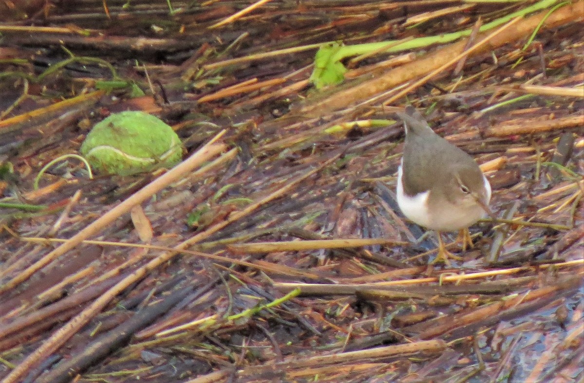 Spotted Sandpiper - ML44097061