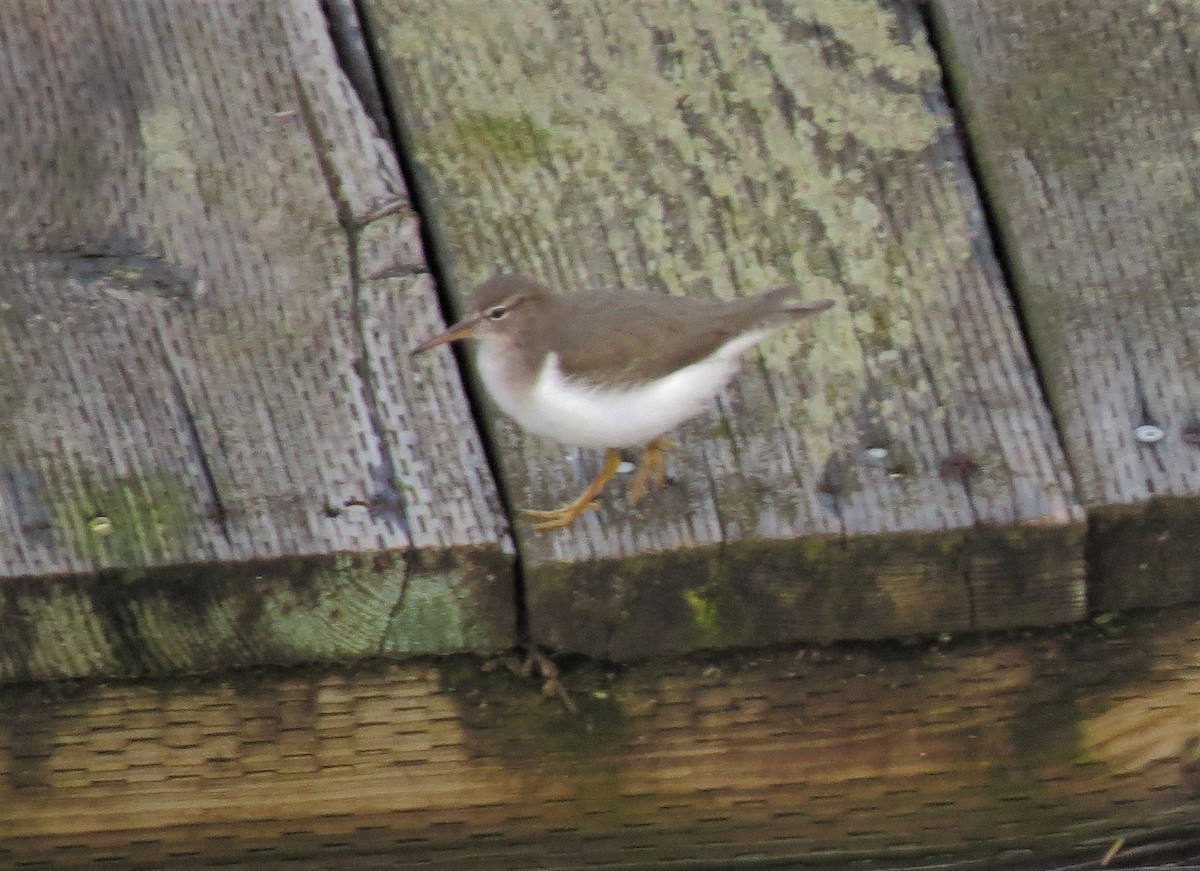 Spotted Sandpiper - ML44097071