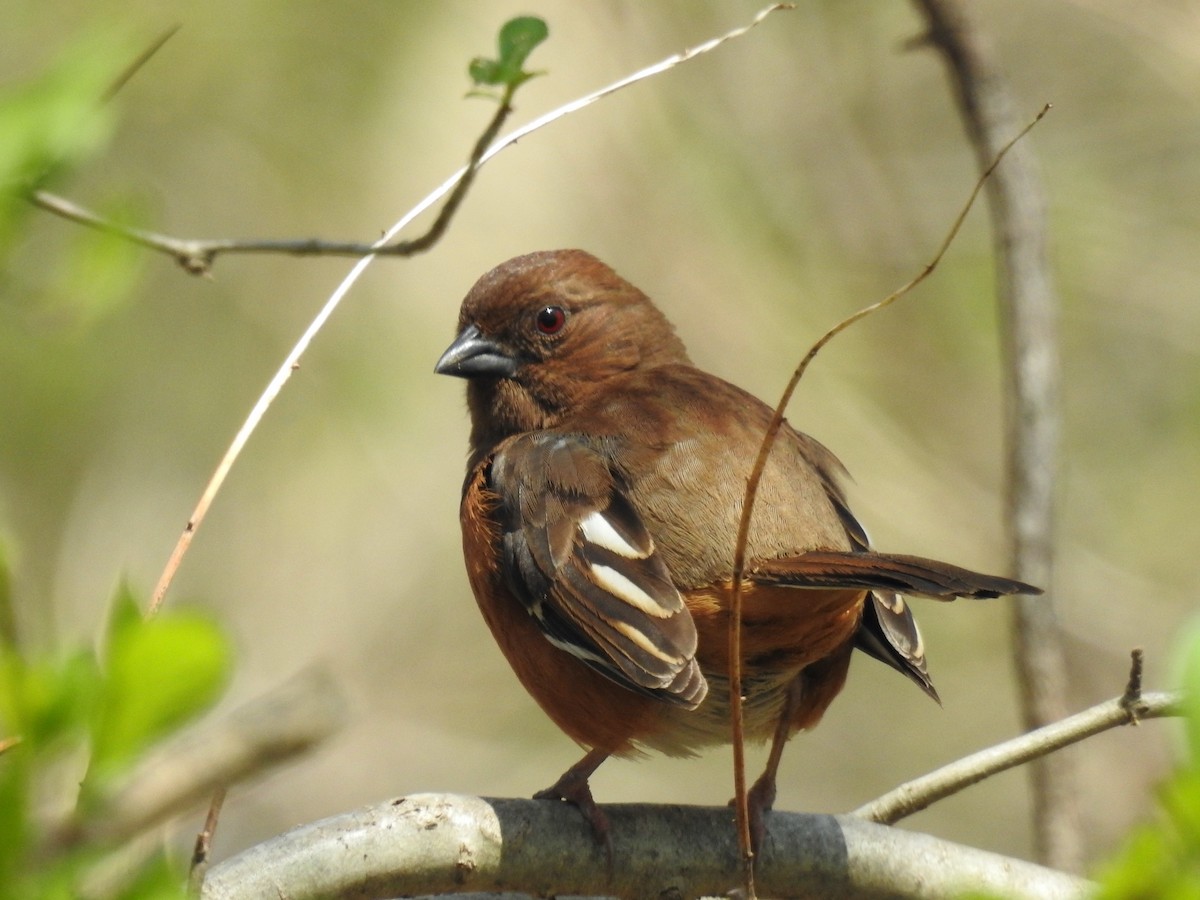 Eastern Towhee - ML440970841