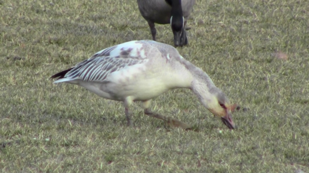 Snow Goose - ML44097091