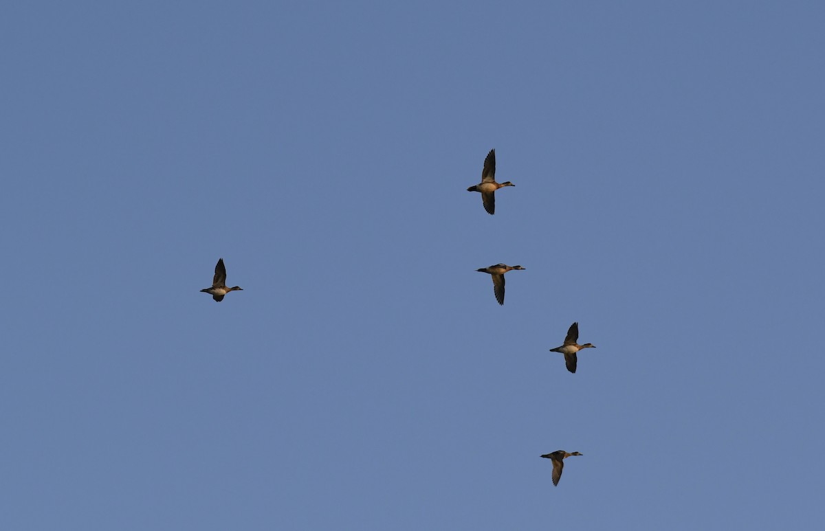 American Wigeon - ML440971211