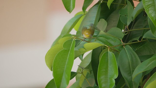 Swinhoe's White-eye - ML440971441