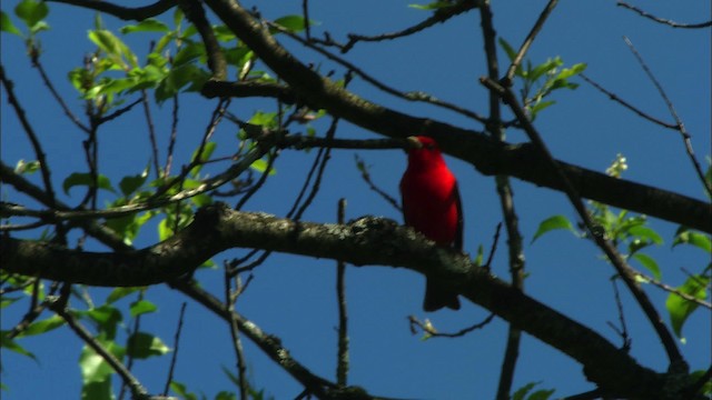 Scarlet Tanager - ML440972