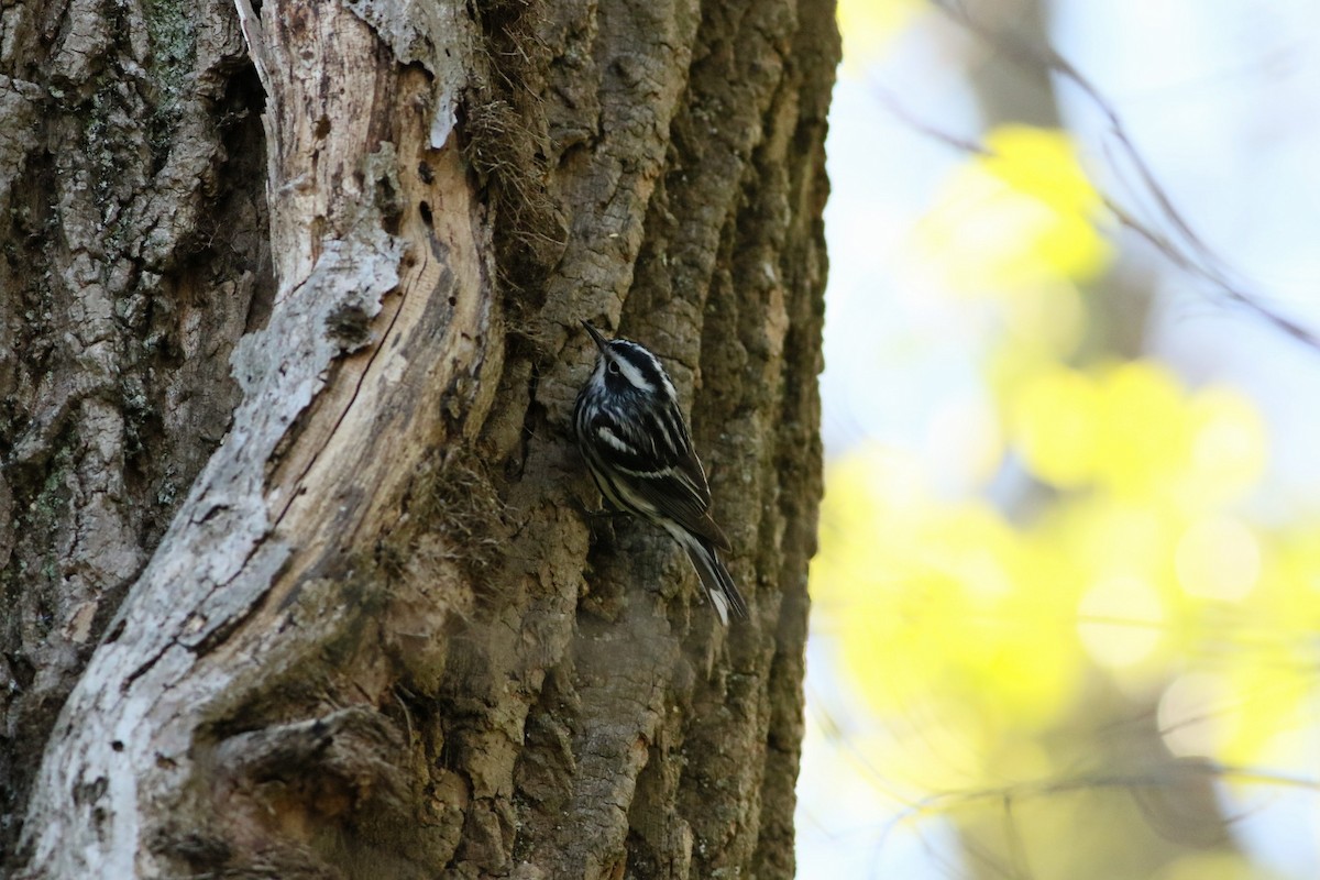 Black-and-white Warbler - Don Theodorson