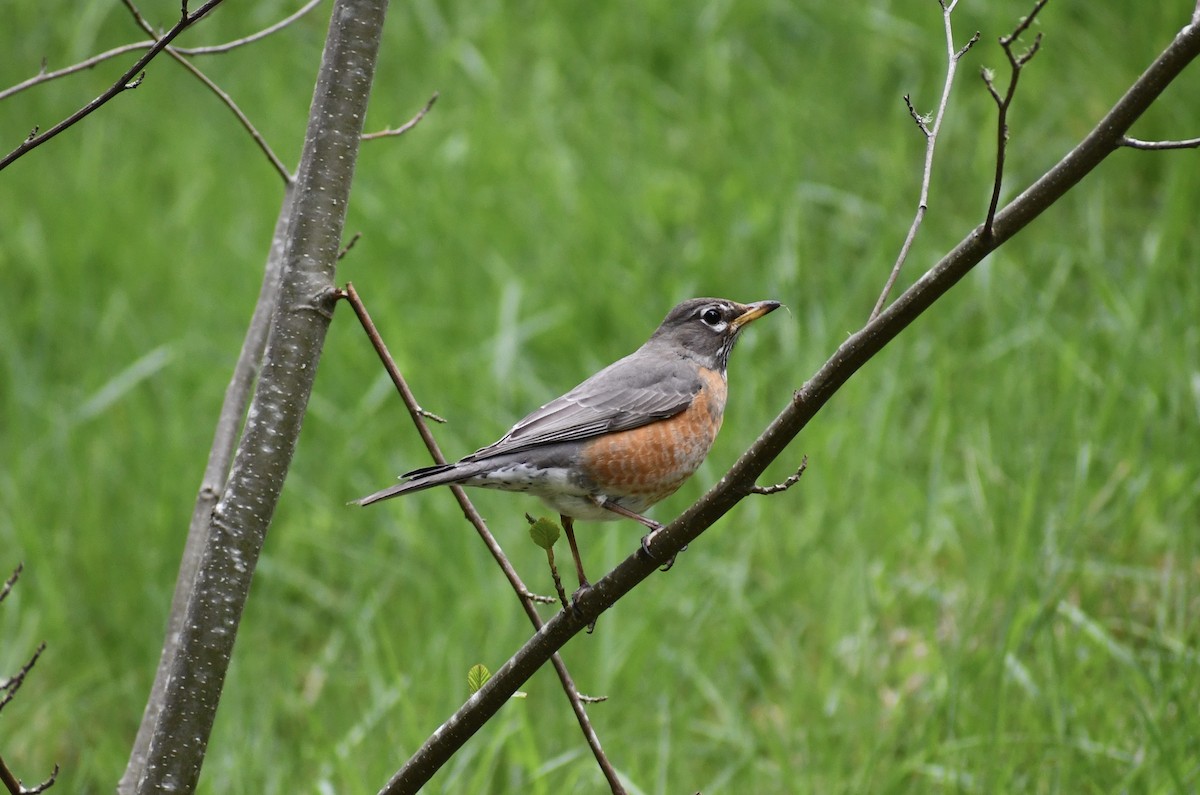 American Robin - Alex Moore