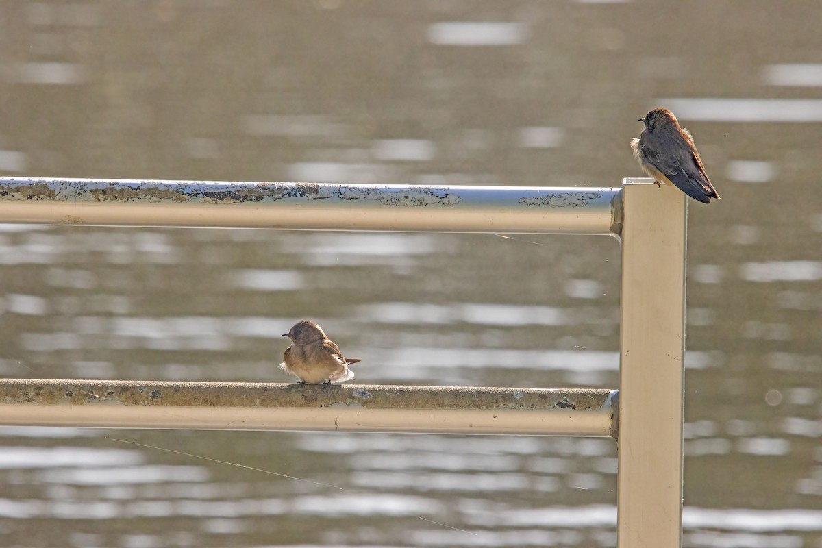 Northern Rough-winged Swallow - Reuben Rohn