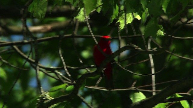 Scarlet Tanager - ML440973