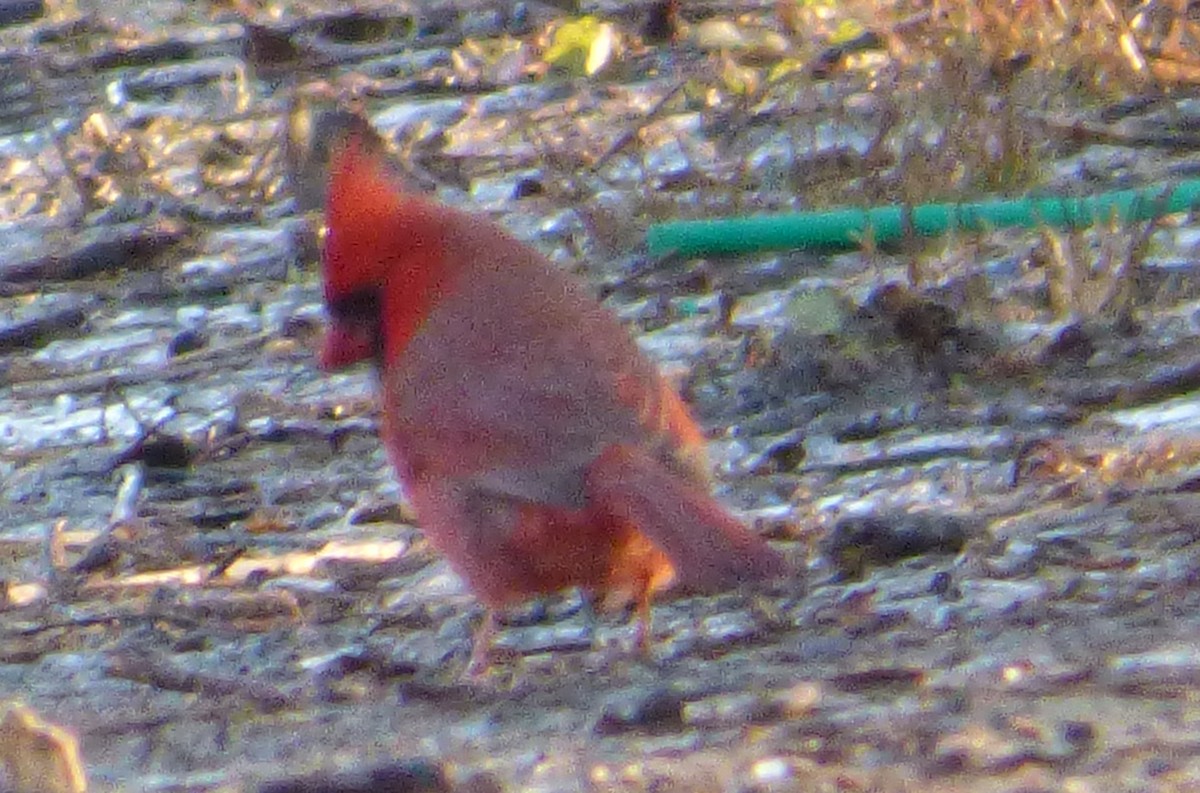 Cardinal rouge - ML44097341