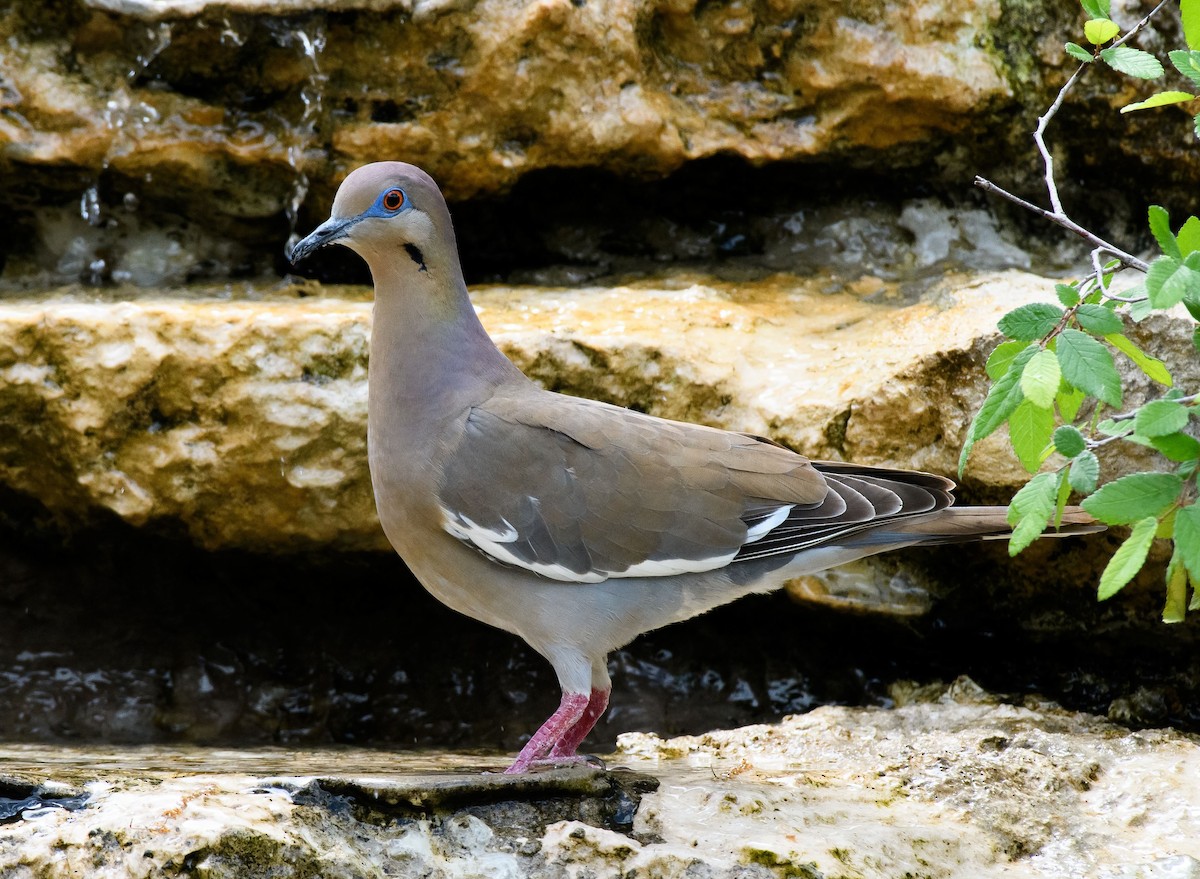 White-winged Dove - ML440974211