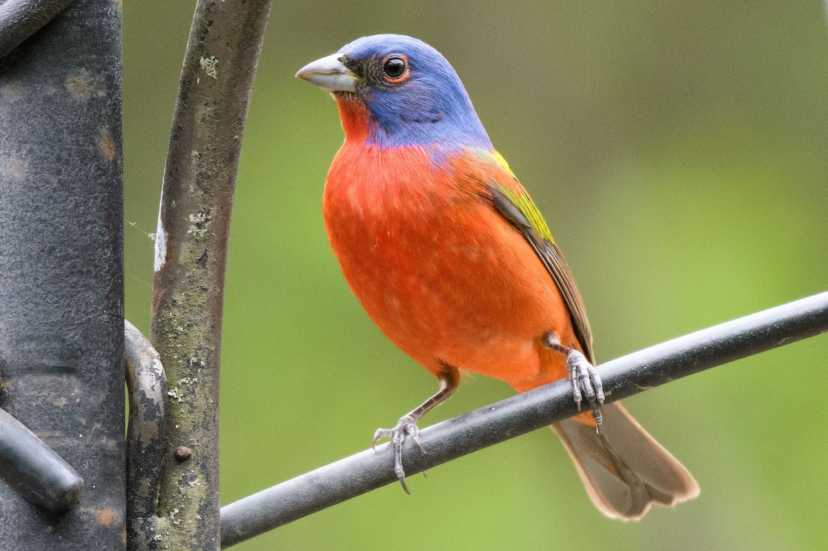 Painted Bunting - ML440974981