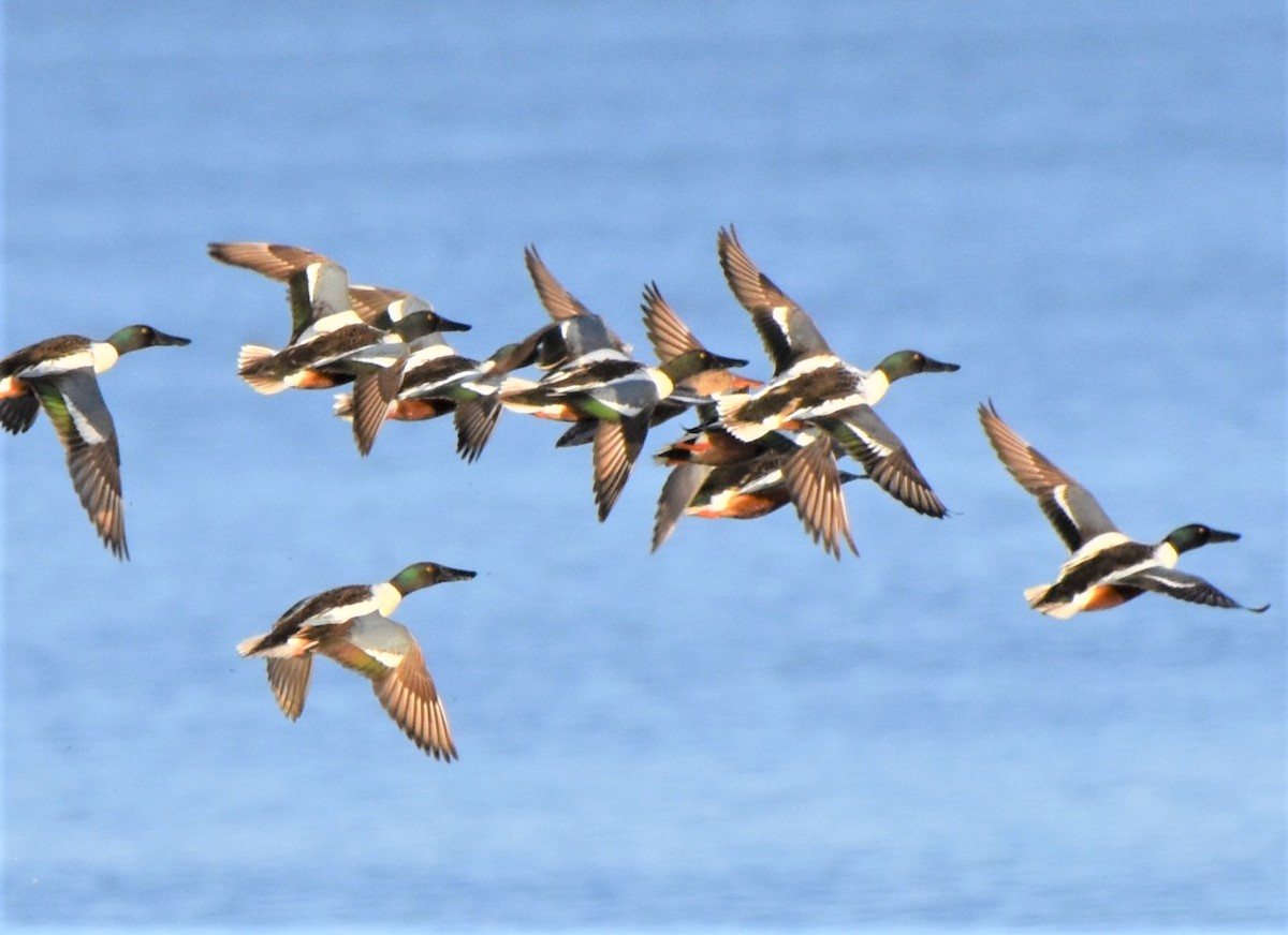 Northern Shoveler - ML440975091