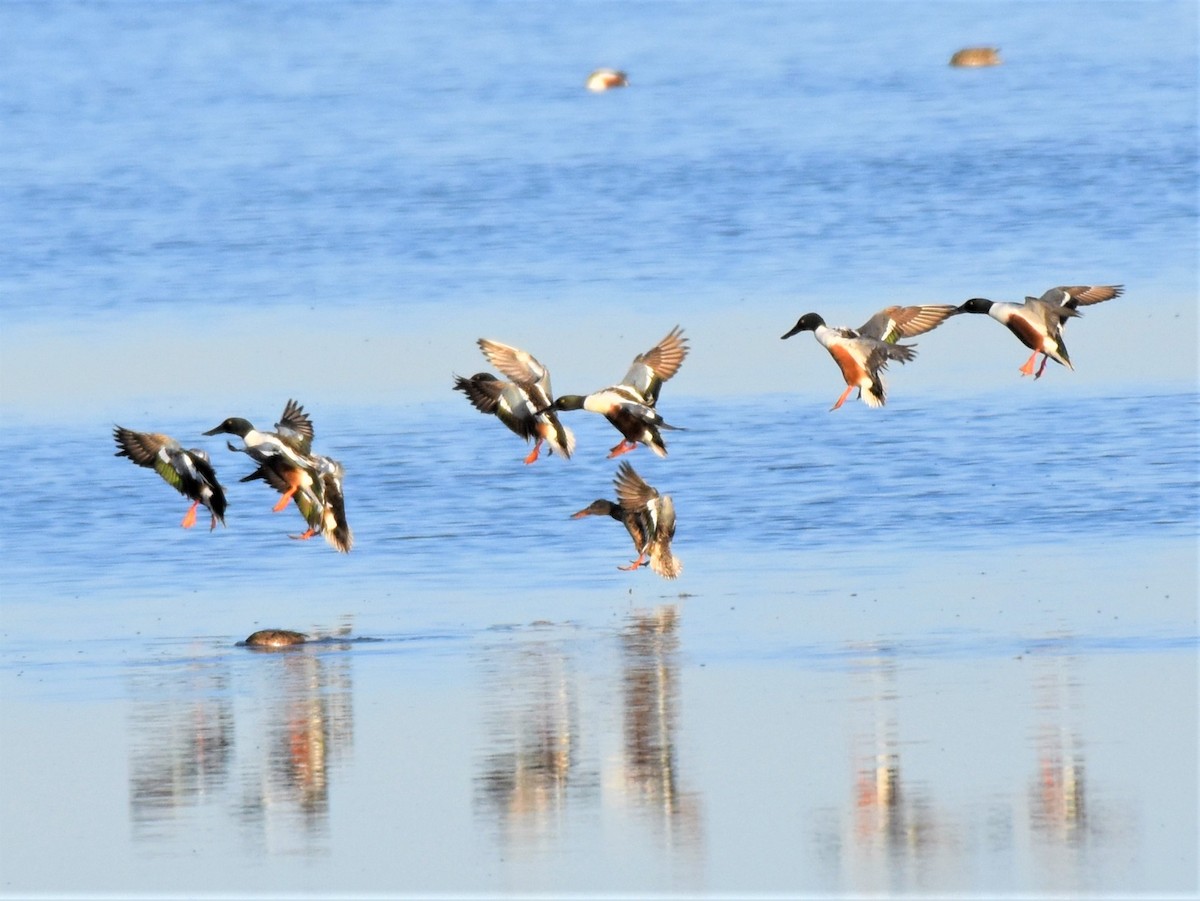 Northern Shoveler - ML440975201