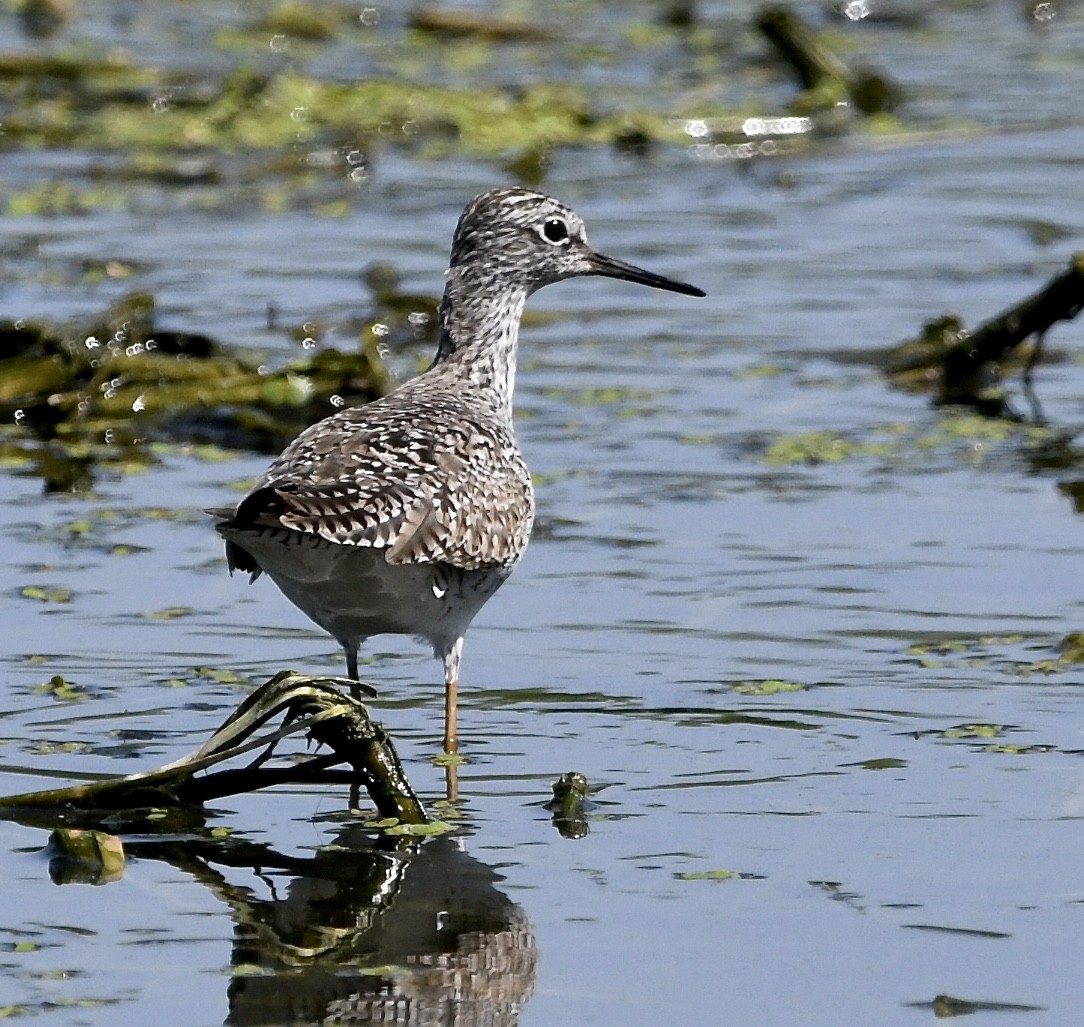 Lesser Yellowlegs - ML440975421