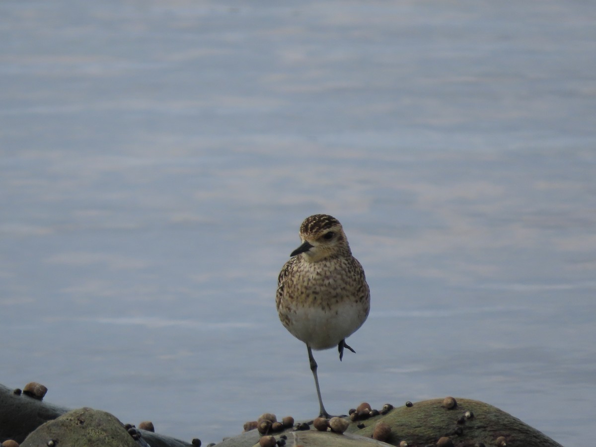 Pacific Golden-Plover - ML440975961