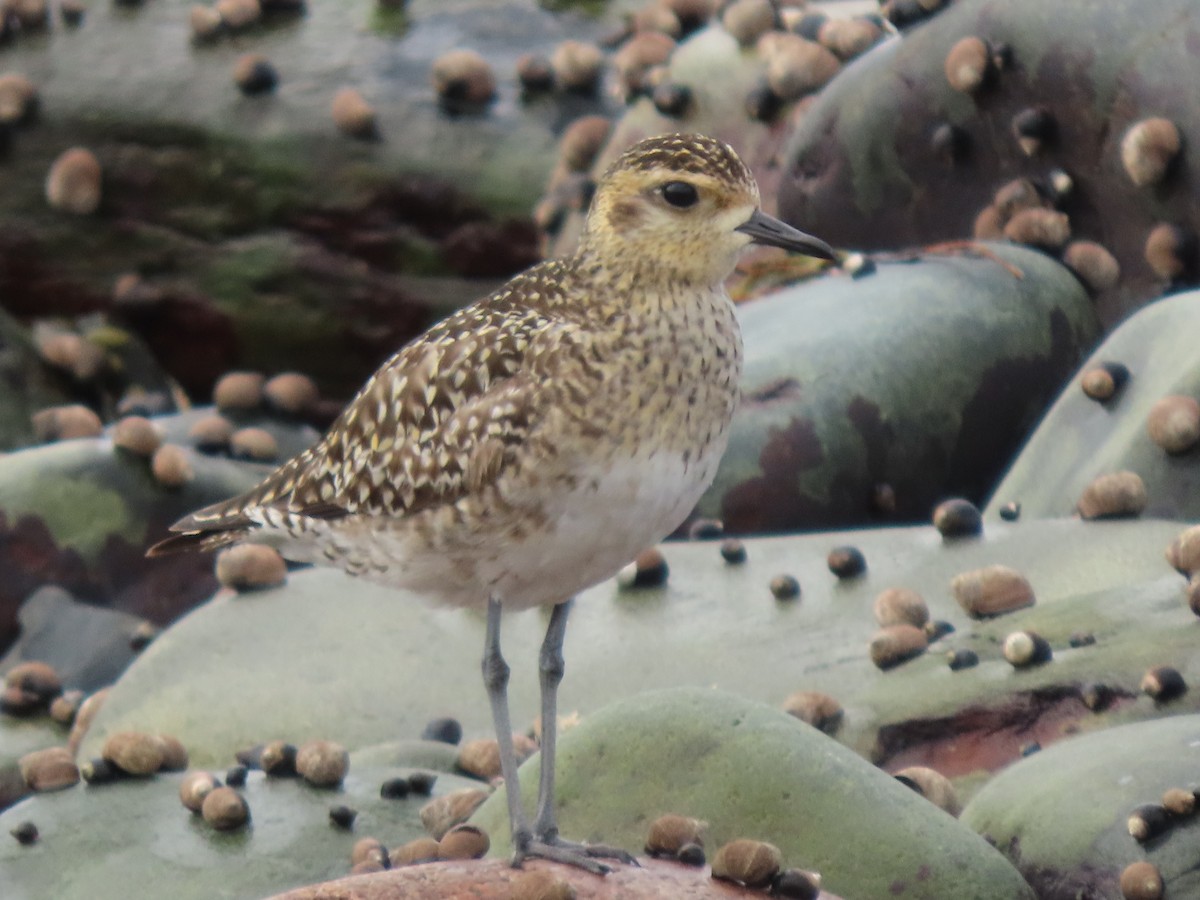 Chorlito Dorado Siberiano - ML440976001