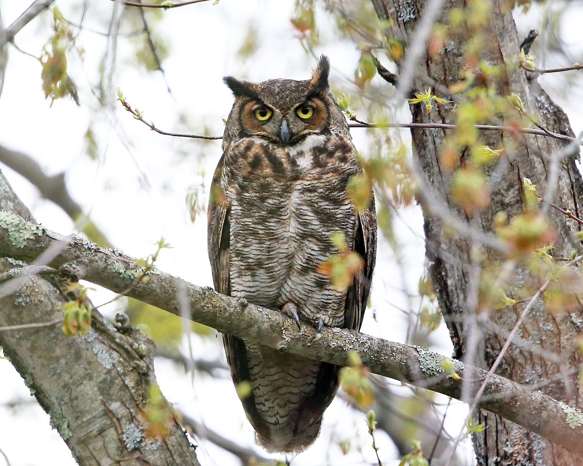 Great Horned Owl - ML440976101