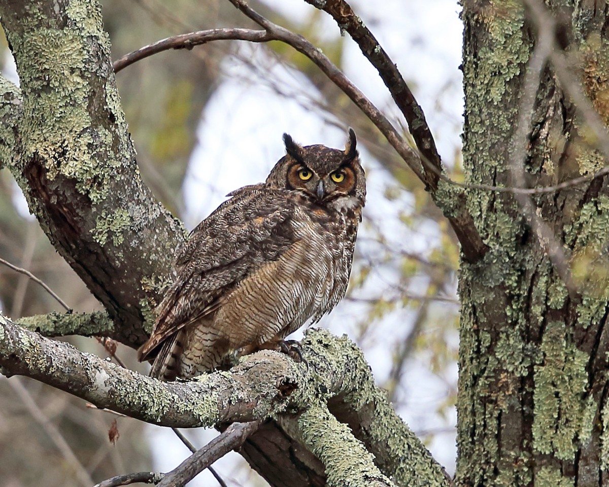 Great Horned Owl - ML440976201