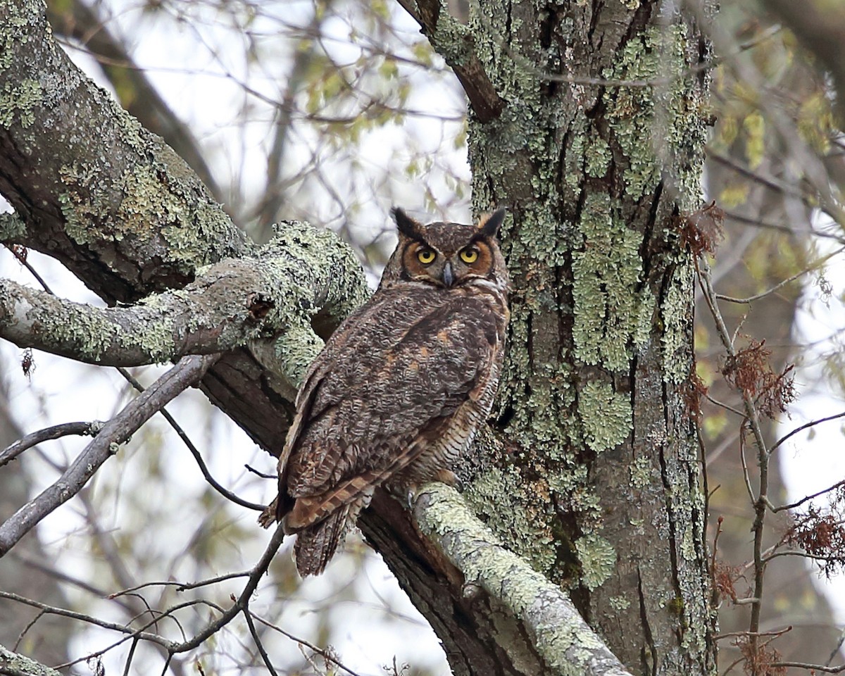 Great Horned Owl - ML440976241