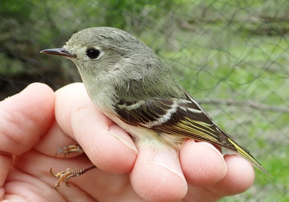 Ruby-crowned Kinglet - ML440976431