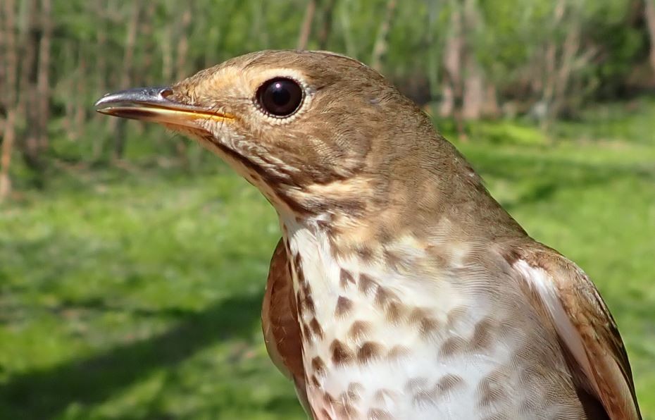 Swainson's Thrush - ML440976671