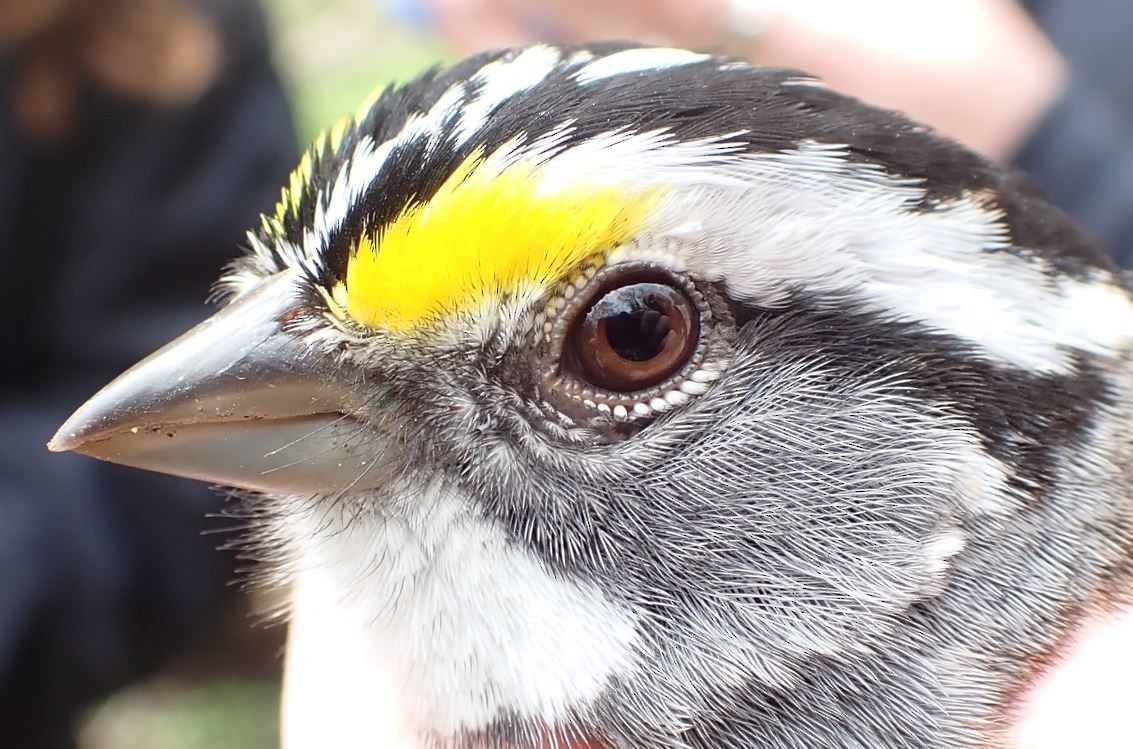 White-throated Sparrow - ML440976821