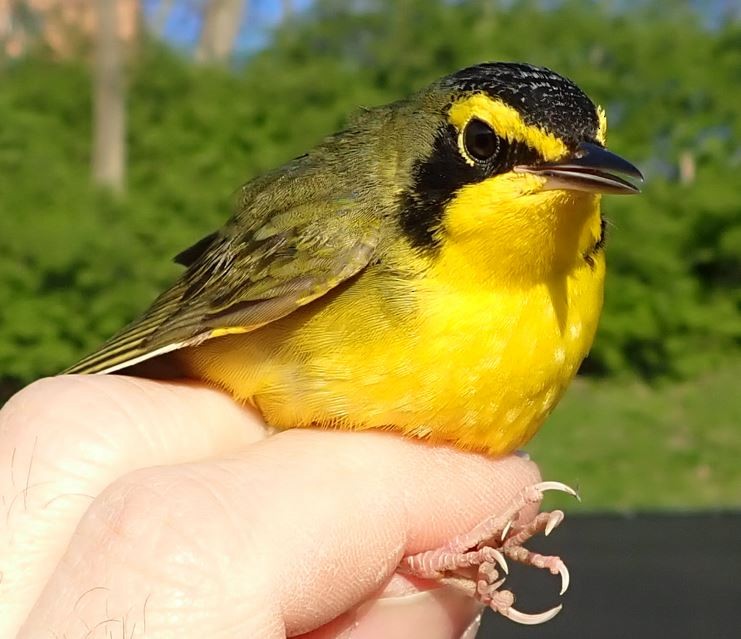 Kentucky Warbler - ML440976871