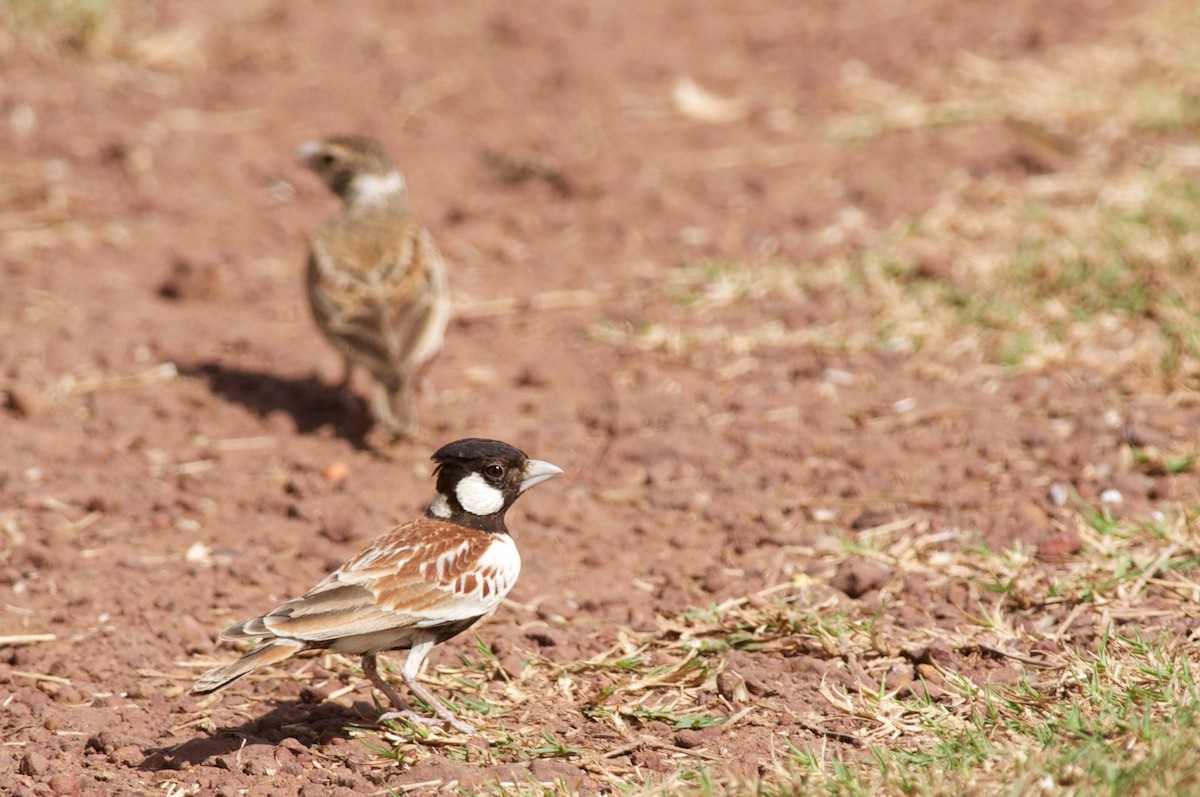 Chestnut-backed Sparrow-Lark - ML44097691