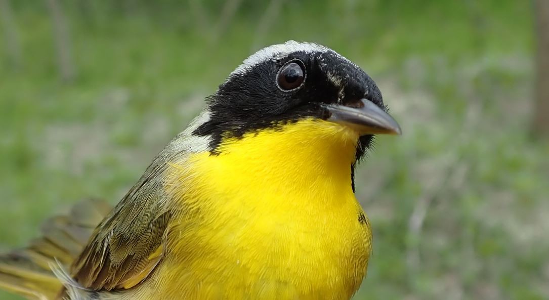 Common Yellowthroat - ML440976941