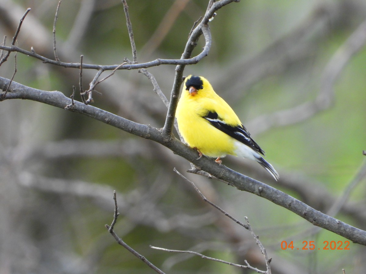 American Goldfinch - ML440977111