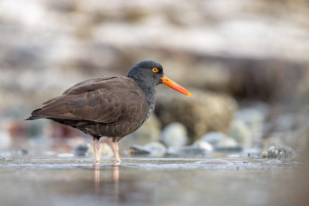 Black Oystercatcher - ML440977351