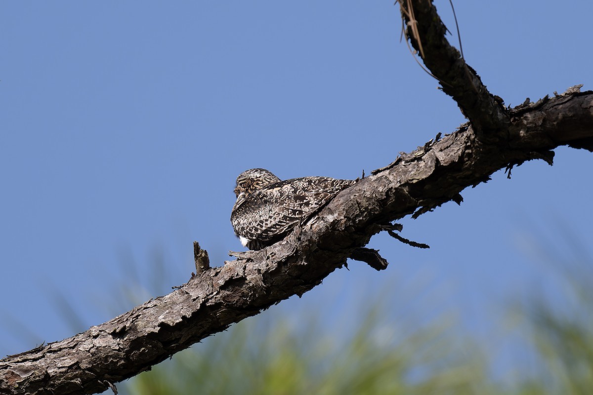 Common Nighthawk - David Joiner