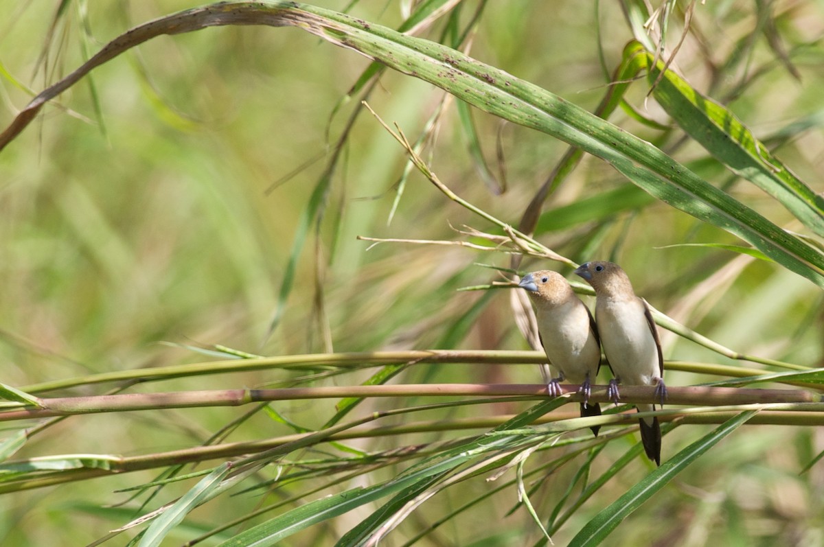 African Silverbill - ML44097891