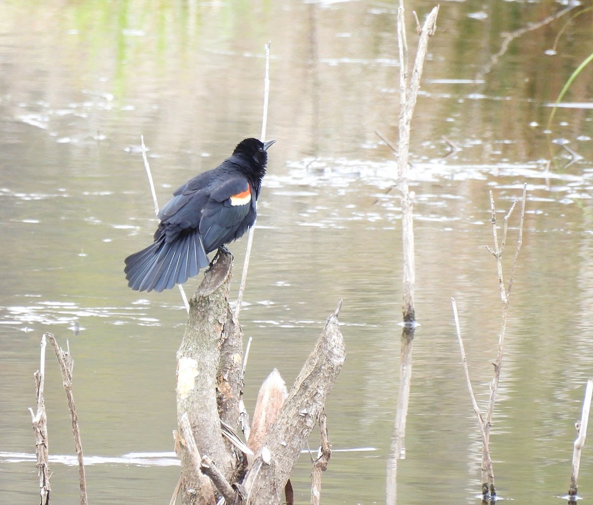 Red-winged Blackbird (Red-winged) - ML440979381