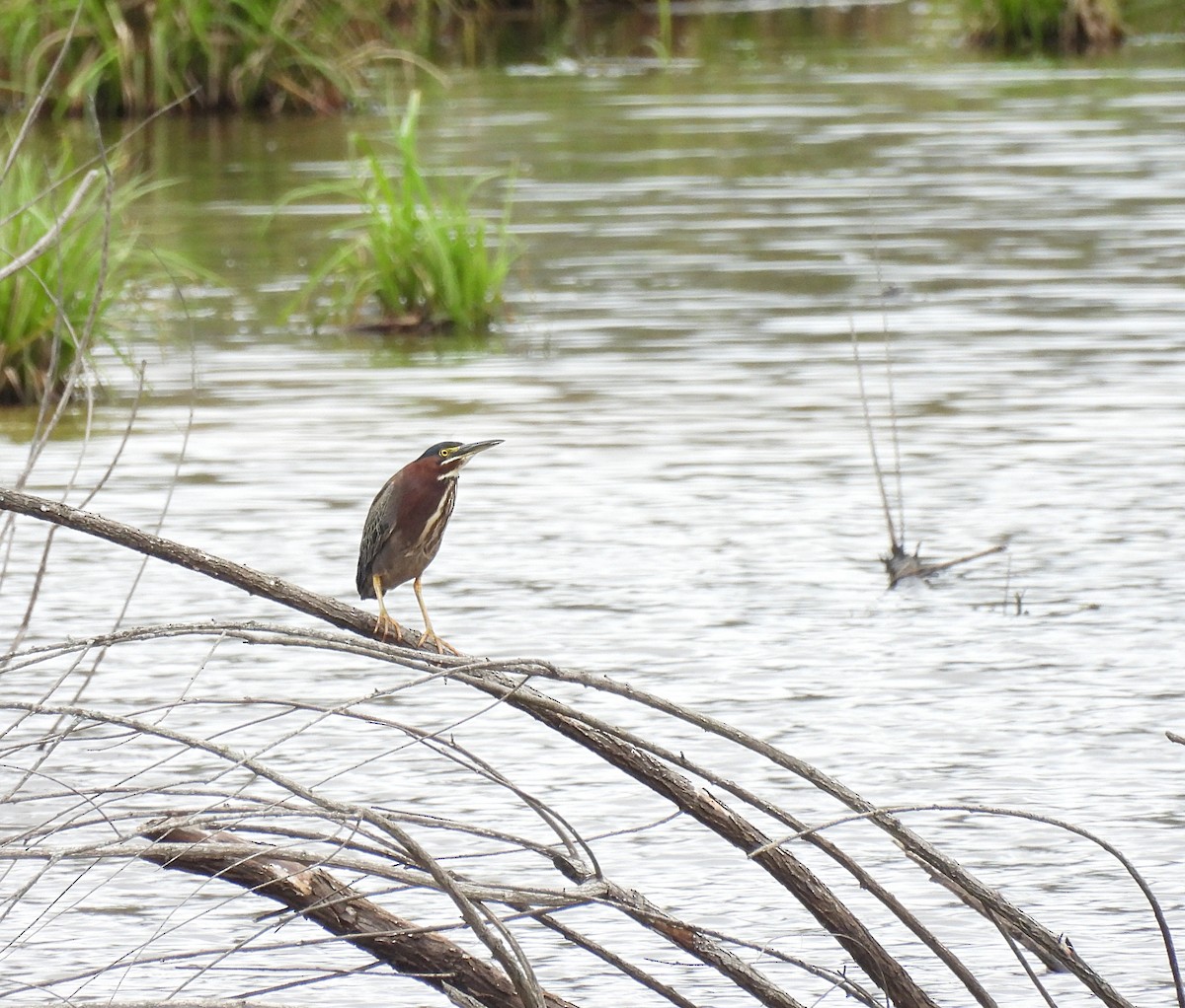 Green Heron - ML440979641