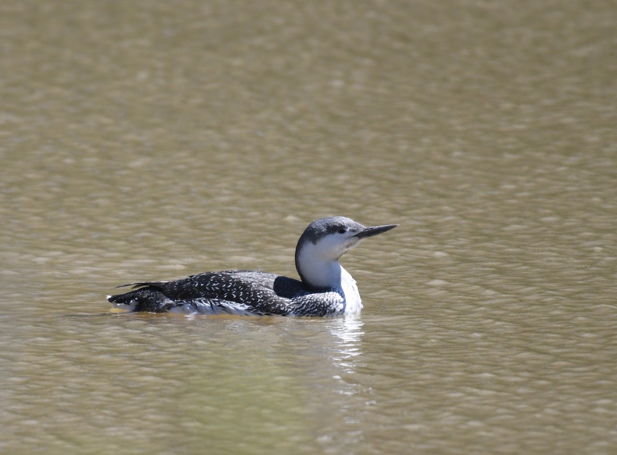 Red-throated Loon - ML440980121