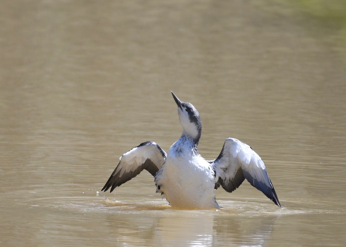 Red-throated Loon - ML440980141
