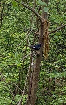 Black-throated Blue Warbler - ML440982181