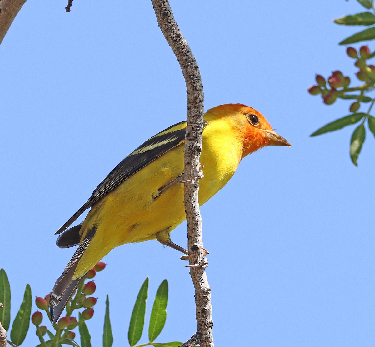 Western Tanager - Dale Clark