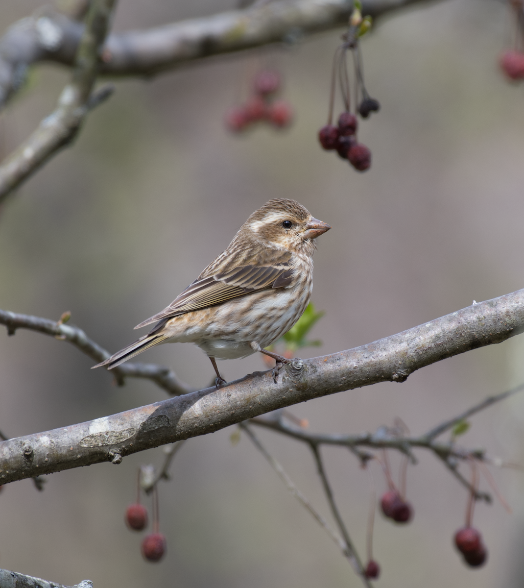 Purple Finch - ML440982541