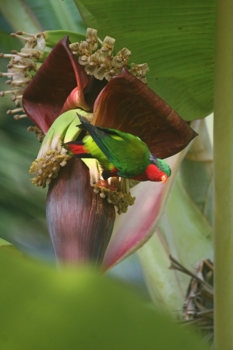 Kuhl's Lorikeet - ML440983471