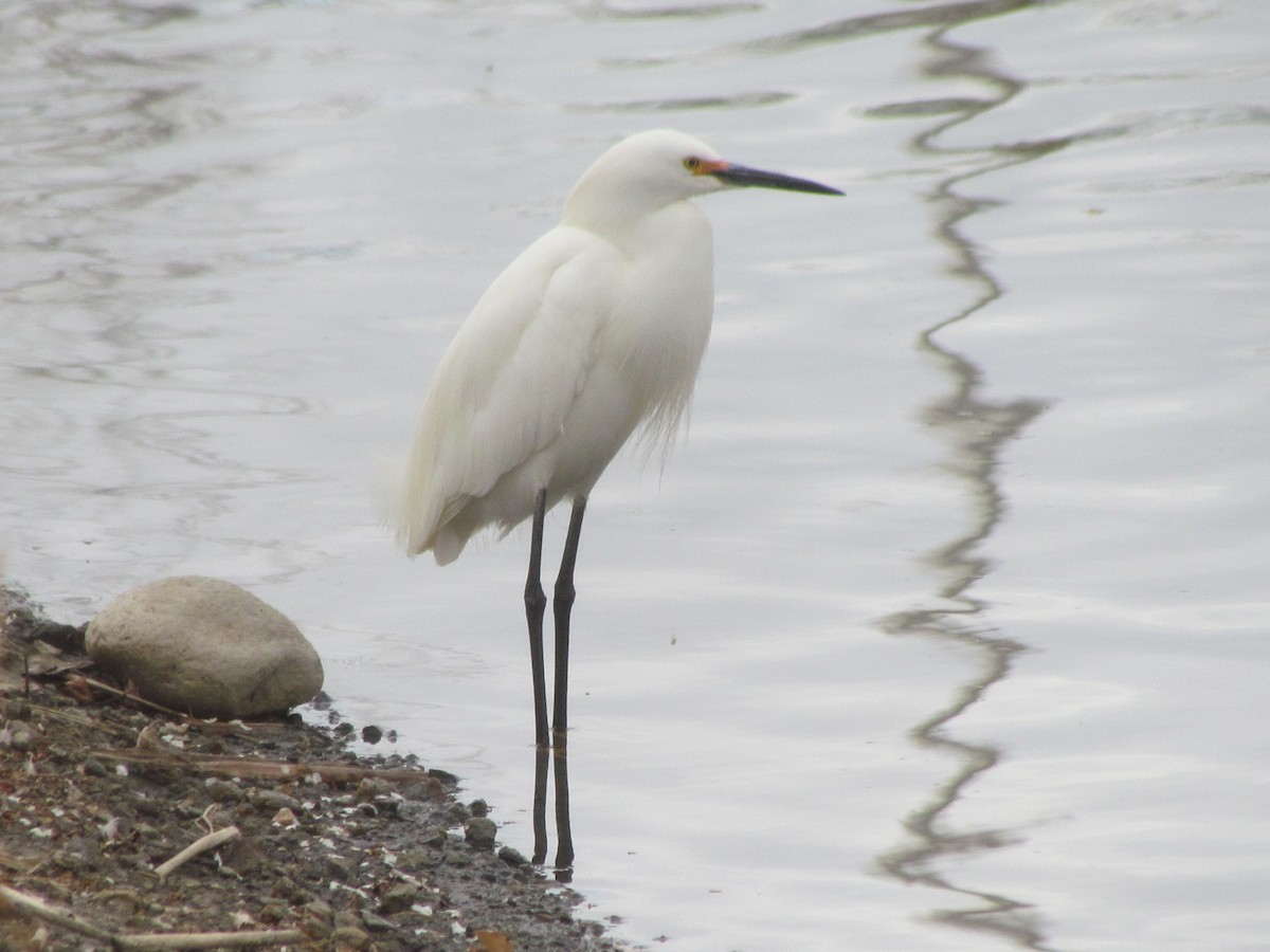 Snowy Egret - ML440984131