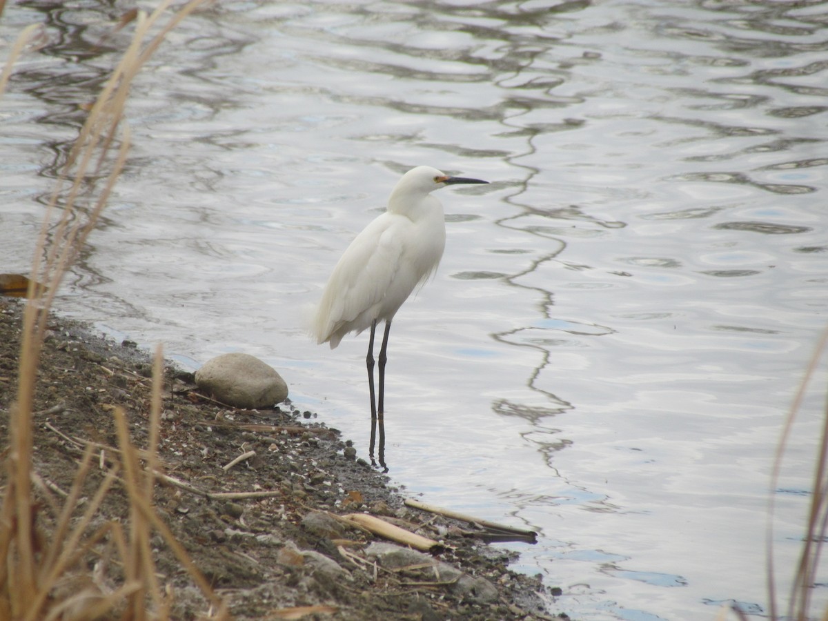 Snowy Egret - ML440984281
