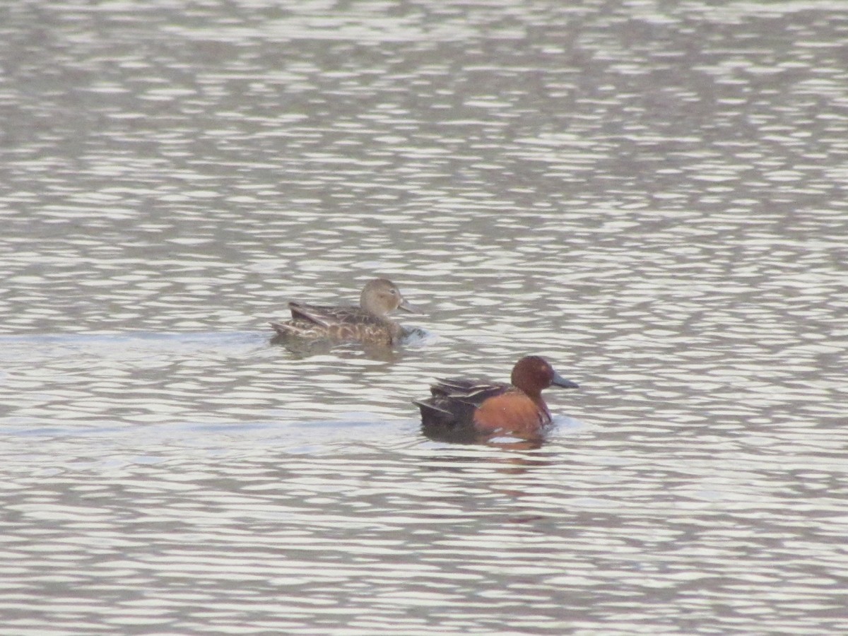 Cinnamon Teal - ML440984361